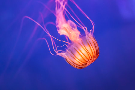 Northern Sea Nettle, Chrysaora melanaster, Jellyfish at the Aquarium of Livorno, Tuscany, Italy, Europeの写真素材