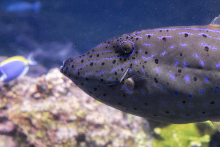 Filefish, Monacanthidae, Aquarium of Genoa, Liguria, Italy, Europeの写真素材
