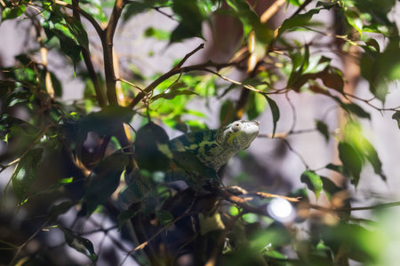 Close-up of chameleon, Genoa Aquarium, Liguria, Italy, Europeの写真素材
