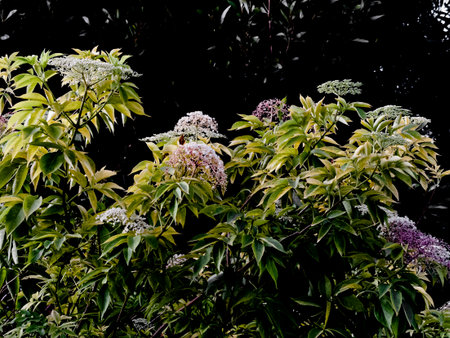 Flowersの写真素材