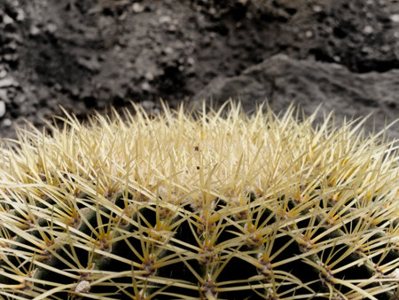 Cactusの写真素材