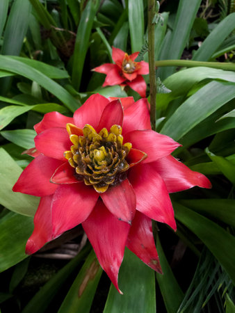 Red flowerの写真素材