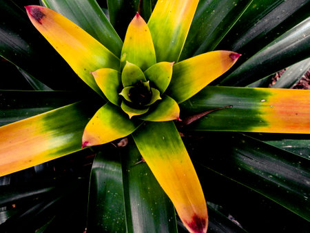 Plantの写真素材