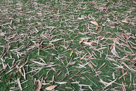 dry leaves fallen on the ground, horizontal vegetation, green with brown good for texture background use with space for textの写真素材
