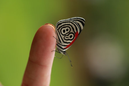 beautiful butterfly with black and white designs on the wings, living natureの写真素材