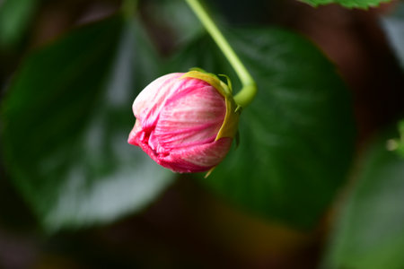blurred macro photo for garden texture, flowers and plants background use, unfocusedの写真素材