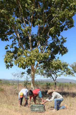 PirenÃ³polis, Brazil - July 14, 2021 baru harvest manufacturing and preparation of baru nutsのeditorial素材