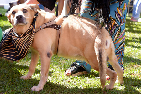 Goiania, Brazil - May 07, 20123 dog walking in the urban animal park happy meeting of petsのeditorial素材