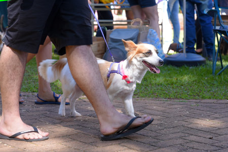 Goiania, Brazil - May 07, 20123 dog walking in the urban animal park happy meeting of petsのeditorial素材
