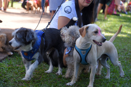 Goiania, Brazil - May 07, 20123 dog walking in the urban animal park happy meeting of petsのeditorial素材