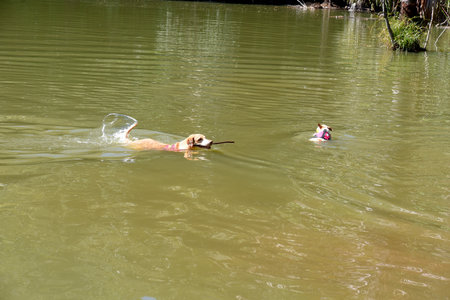 Goiania, Brazil - May 07, 20123 dog walking in the urban animal park happy meeting of petsのeditorial素材
