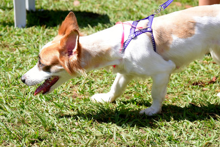 Goiania, Brazil - May 07, 20123 dog walking in the urban animal park happy meeting of petsのeditorial素材