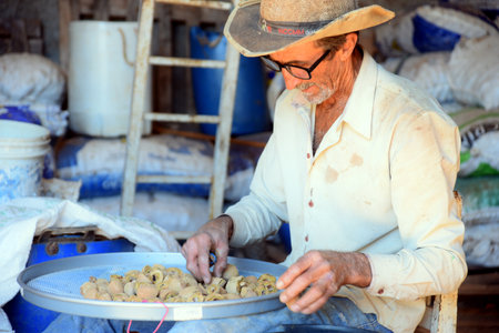 PirenÃ³polis Brazil baru harvesting baru nut manufacturing and preparation rural family workのeditorial素材