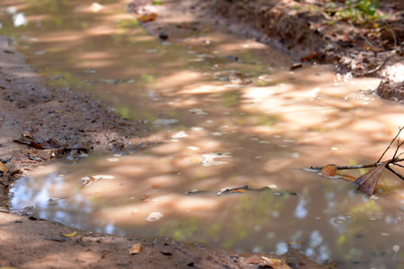 puddle of rainwater stagnant water proliferation of disease epidemic image