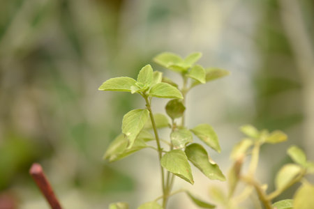 basil aromatic plant tasty decorative botany natural plant beautiful garden plant
