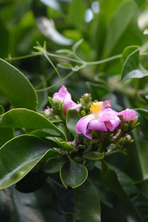 decorative flower botany natural plant beautiful garden plant imageの写真素材