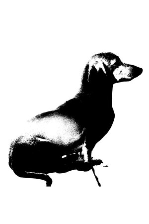 vector cute dog with white and black spots fur silhouette on white transparent background imageの写真素材