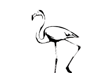 Flamingo bird silhouette wild bird isolated on transparent white background vector image.の写真素材