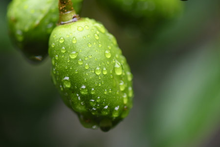 macro photography water drops on leaf dew raindrop in nature on blurred background.の写真素材