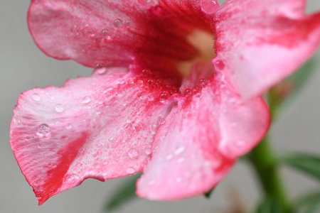 macro photography water drops on flower dew raindrop on red flower on blurred background.の写真素材