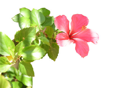 red flower equisoria garden natural plant nature botany macro photography.の写真素材