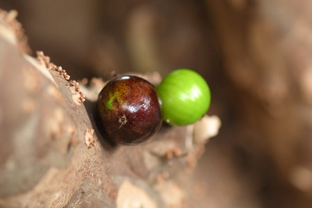 jaboticaba fruit macro photography nature plant with fruit growing typical plant from the Brazilian center west.の写真素材