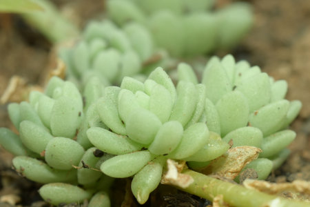 succulent garden plant nature natural botanical vegetation decorationの写真素材