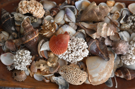 shells beach brazilian coastline sea atlantic ocean sunny day natural beauty Bahia brazil holidays...