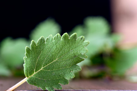 Myrrh is a medicinal plant of the species Commiphora myrrha, also known as Arabic myrrh. image