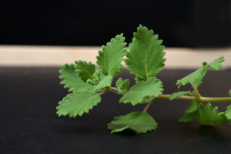 Myrrh is a medicinal plant of the species Commiphora myrrha, also known as Arabic myrrh. image