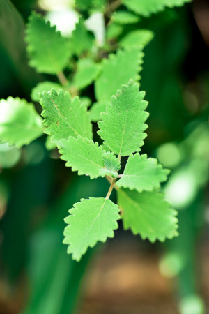 Myrrh is a medicinal plant of the species Commiphora myrrha, also known as Arabic myrrh. imageの写真素材