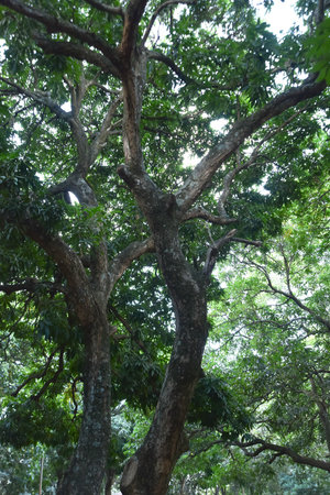 GoiÃ¢nia Goias Brazil AreiÃ£o park forest lake urban leisure, physical activity, environmentの写真素材