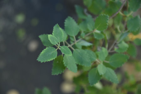 Myrrh is a medicinal plant of the species Commiphora myrrha, also known as Arabic myrrh. natural...