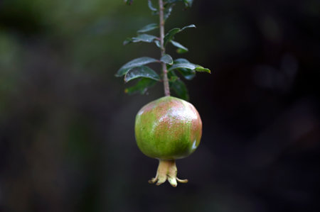 Pomegranate is a fruit, also known as pomegranate tree, scientific name: Punica granatum,...