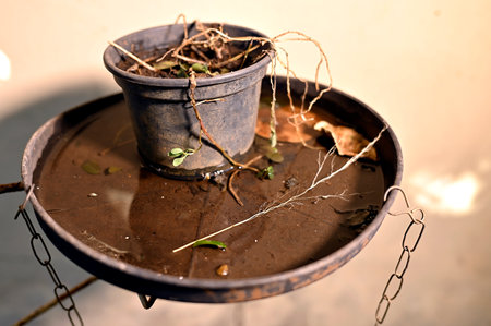 plastic bowl abandoned in a vase with stagnant water inside. close up view. mosquitoes in potential...