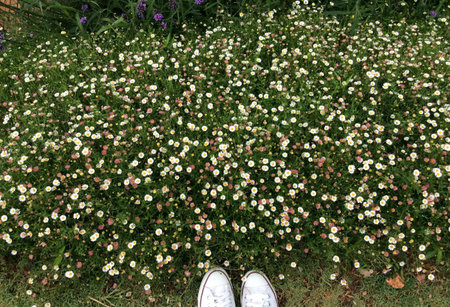 Daisies