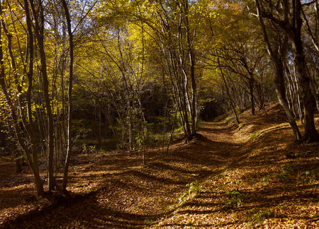 in Curone park, Lombardyの写真素材