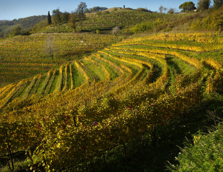 vineyard in Curone park in Lombardyの写真素材