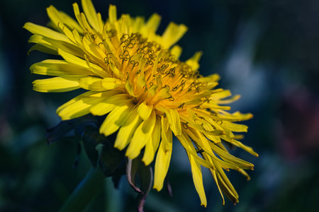 Beautiful yellow dandelionの写真素材