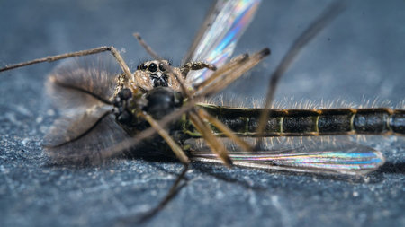 Jumping spider with his preyの写真素材