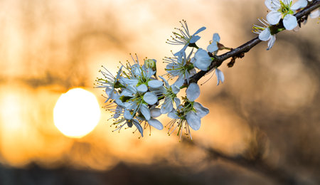 Blossom at sunset