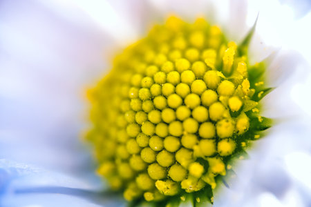 Daisy flower 2: 1 macroの写真素材