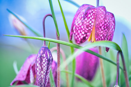 Beutiful flower in the field. Very colorful, pink, purple, flower.の写真素材