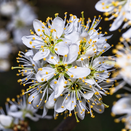 Beautifull blossom on a black backrgroundの写真素材