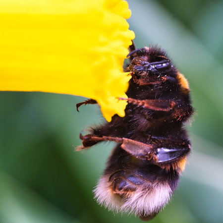 Very detailed macro of a bumblebeeの写真素材