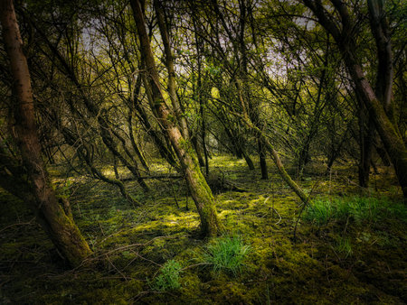 Sunray woods. Woods with a mysterious look.の写真素材