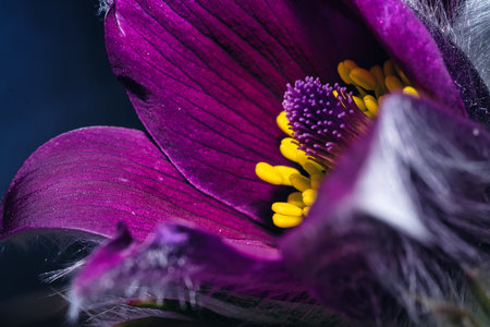 Beautiful purple flower. Macro flower. Purple flower with yellow stamen. Purple flower background.