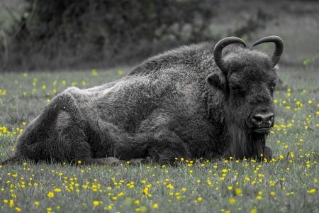 An impressive wisen (bison) in the grass.