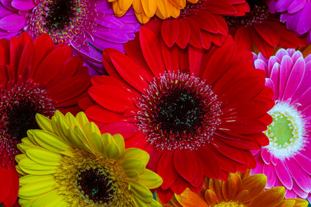 Colorful flowers. Gerbera flowers in multiple colorsの写真素材