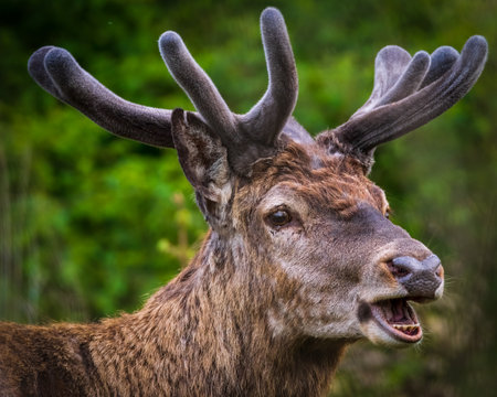 Red deer in nature showing his teethの写真素材